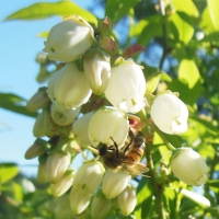 agroturystyka-w-dolinie-modrzewi-rudawy-janowickie