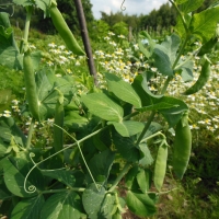 agroturystyka-w-dolinie-modrzewi-rudawy-janowickie