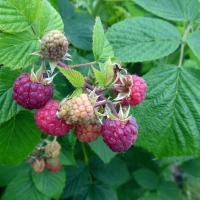 agroturystyka-w-dolinie-modrzewi-rudawy-janowickie