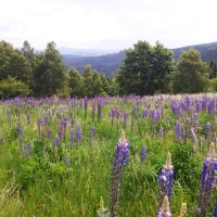 agroturystyka-w-dolinie-modrzewi-rudawy-janowickie