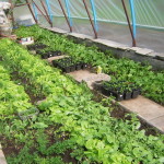 Ekologiczny ogród agroturystyka W Dolinie Modrzewi
