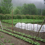 Ekologiczny ogród agroturystyka W Dolinie Modrzewi