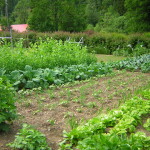 Ekologiczny ogród agroturystyka W Dolinie Modrzewi