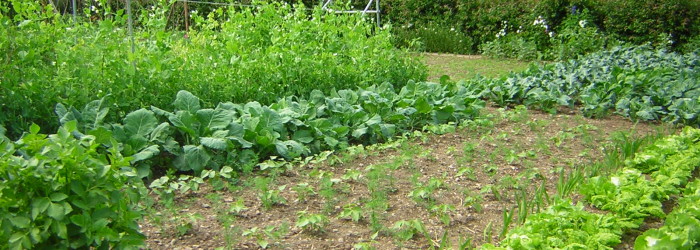 Ekologiczny ogród agroturystyka W Dolinie Modrzewi