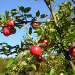 Ekologiczny ogród agroturystyka W Dolinie Modrzewi